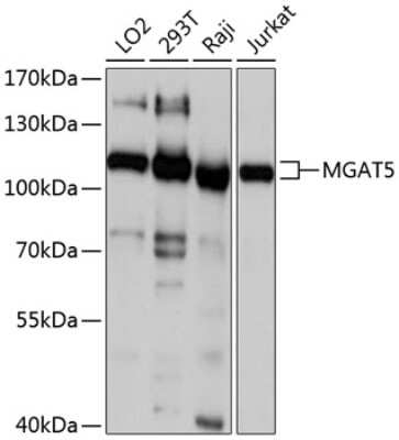 Western Blot: N-Acetylglucosaminyltransferase V/MGAT5 AntibodyAzide and BSA Free [NBP2-94188]